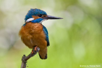 Portrait of male Common Kingfisher