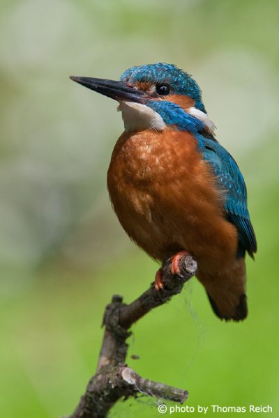 River Kingfisher male
