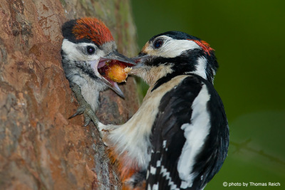 Great Spotted Woodpecker feeds juvenile