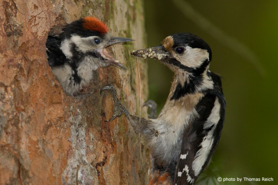 Great Spotted Woodpecker feeding chicks