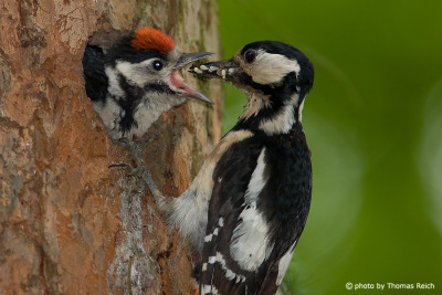 Great Spotted Woodpecker feeds chick with insects