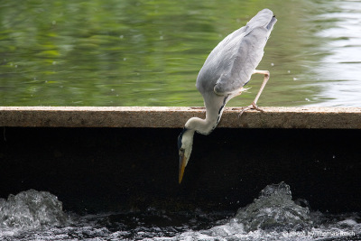 Grey Heron in hunting position