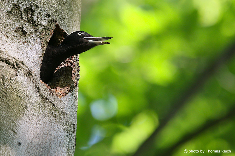 Young Black Woodpecker looking out of hole