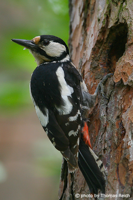 Great Spotted Woodpecker calls in spring