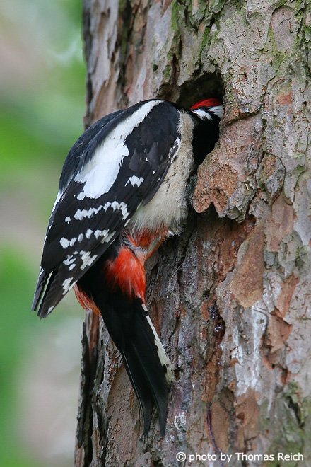 Great Spotted Woodpecker looing into the brood cave