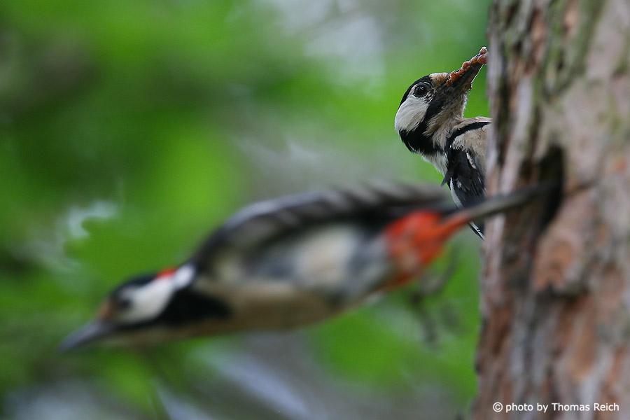 Great Spotted Woodpecker couple flying