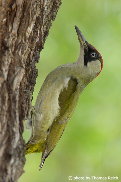 Green Woodpecker climbs tree