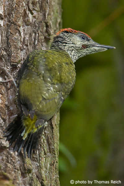 Green Woodpecker fledgling