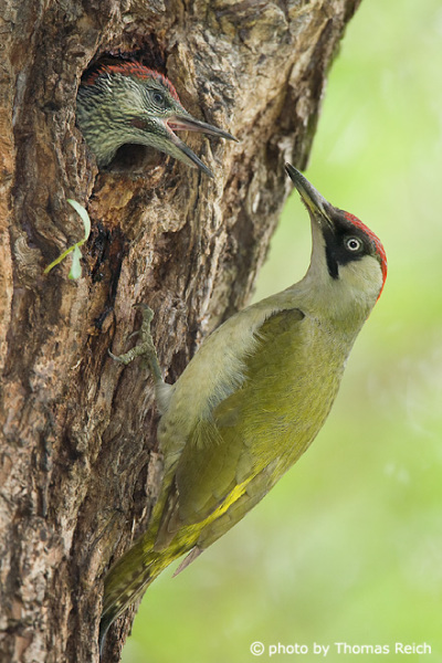 Green Woodpecker feeds juvenile