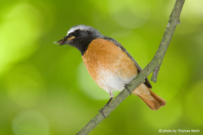 Common Redstart with insects in beak