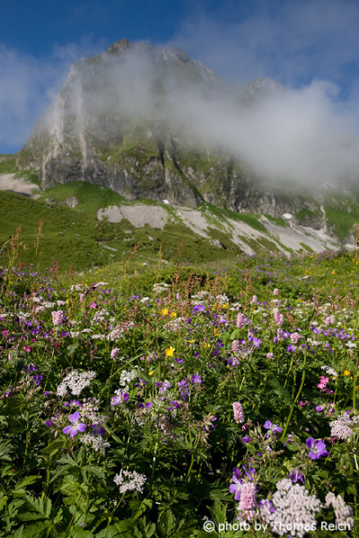 Alpine meadow in bloom