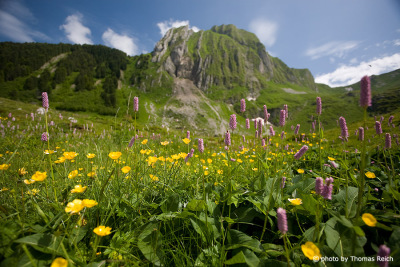 Flowers Swiss mountains