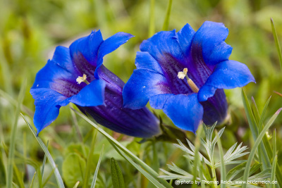 Flower of the sweet-lady, Gentiana clusii