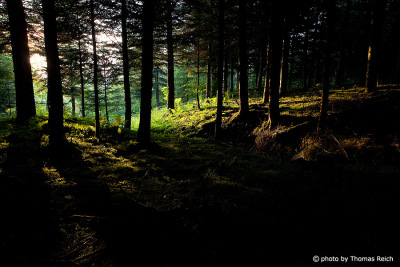 Tannenwald dunkel im Abendlicht