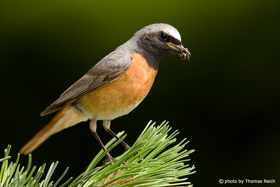 Common Redstart with insect in beak