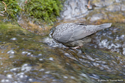 White-throated Dipper dive