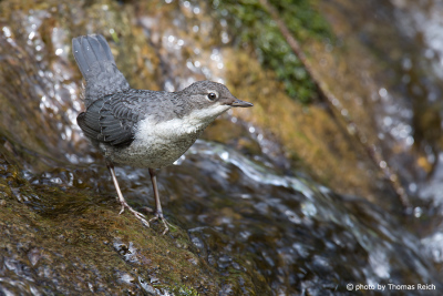 Juvenile White-throated Dipper at stream