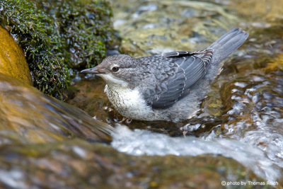 White-throated Dipper song