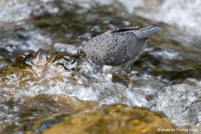 White-throated Dipper dives for food
