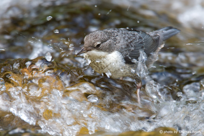 Young White-throated Dipper