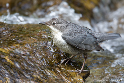 White-throated Dipper stands at the stream