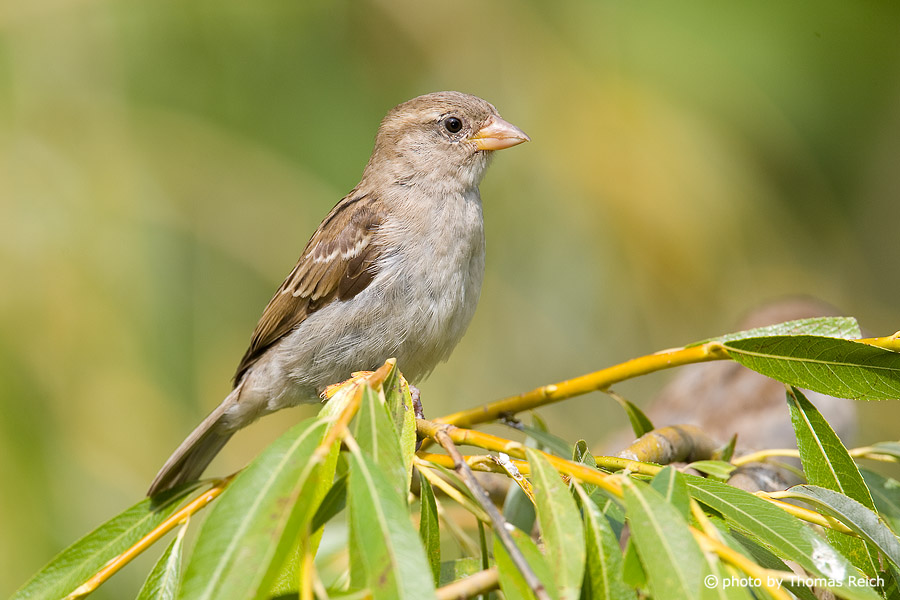 House Sparrow female habitat