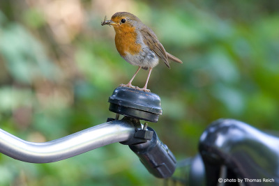 Robin Redbreast sits on bicycle bell