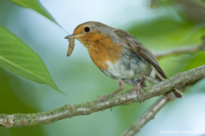 Robin with food near nesting place
