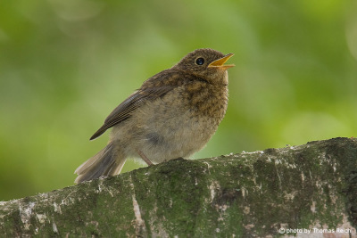 young Robin Redbreast begging for food
