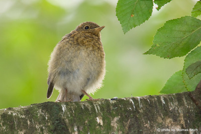 Young Robin Redbreast close to nest