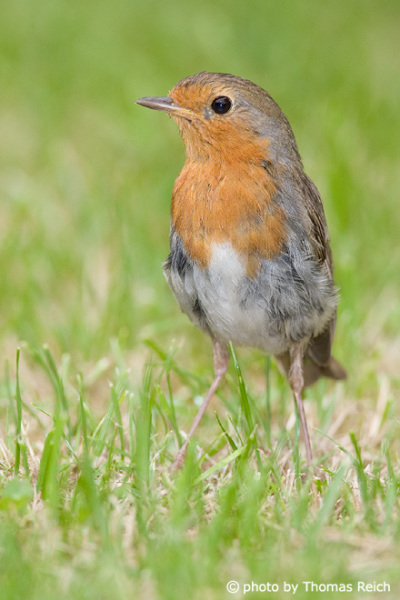 Robin Redbreast bird in the garden