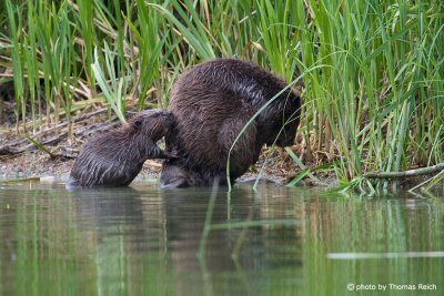 Beaver mother suckling one of her kit