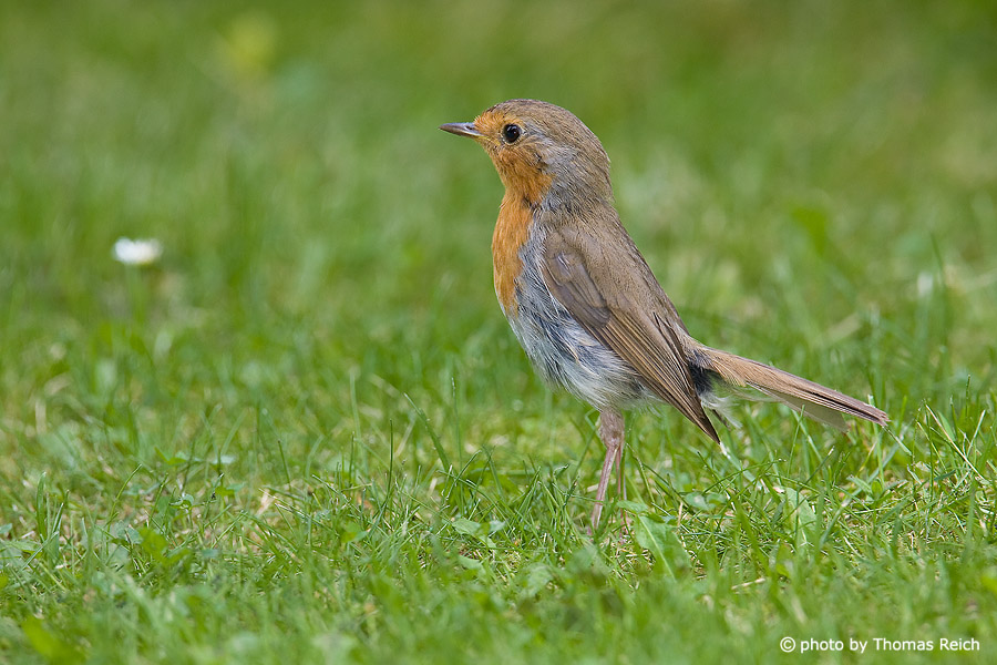 Robin Redbreast stands on grass