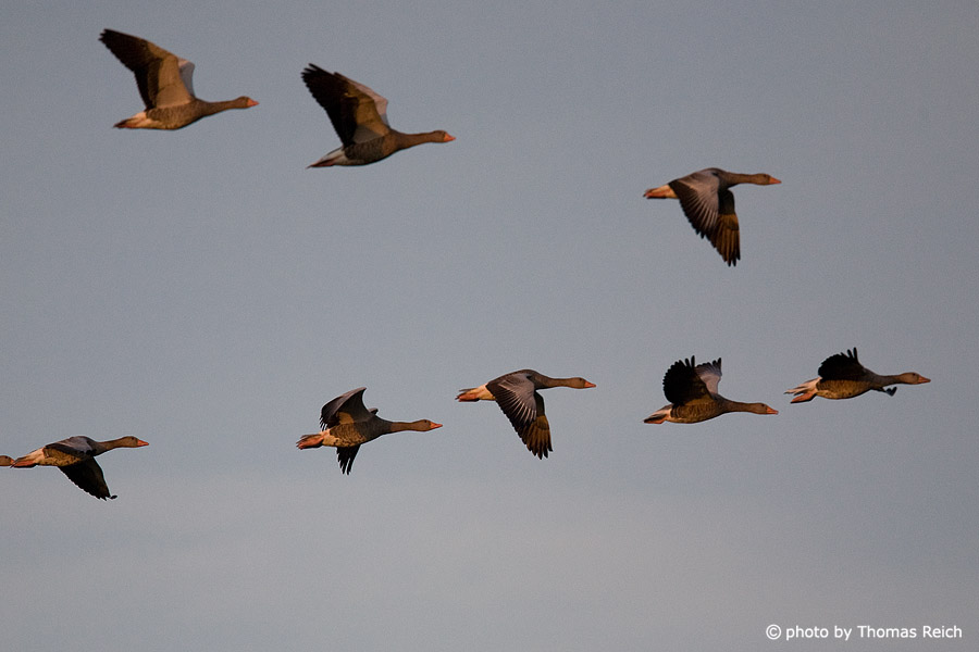 Migration of Greylag Geese