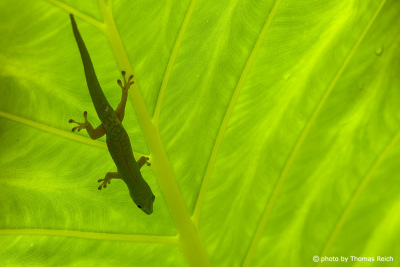 Silhouette Gecko auf Blatt (Gekkonidae), La Digue