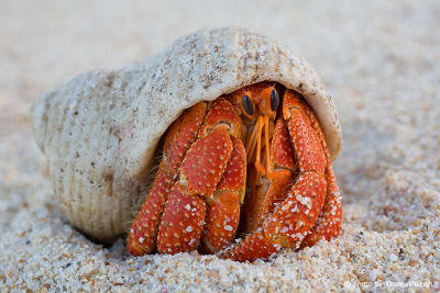 Hermit crab, Paguroidea at the beach, La Digue