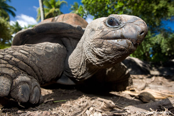 Seychellen Riesenschildkröte Insel La Digue
