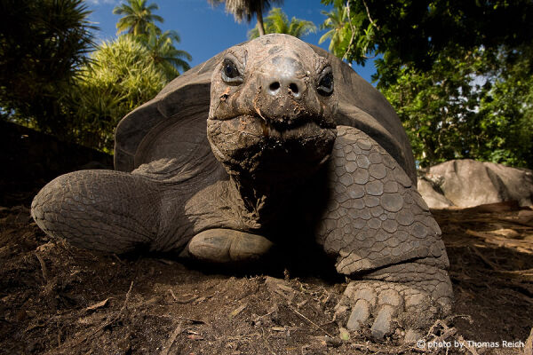 Seychellen-Riesenschildkröte Aussehen
