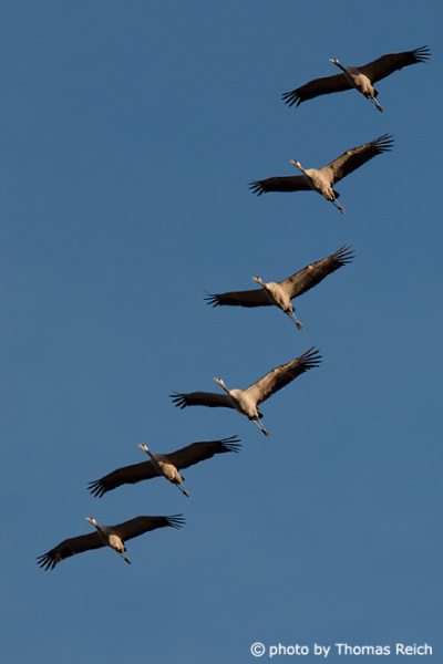 Crane flight formation