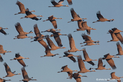 Flock of flying Common Cranes to south