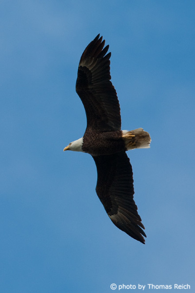 Young Bald Eagle fly over lake
