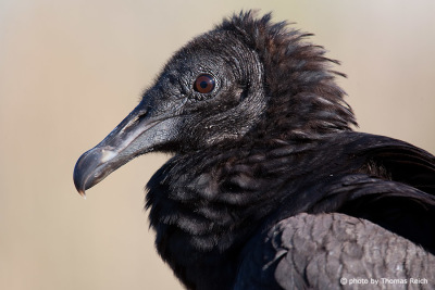 Juvenile Turkey Vulture beak