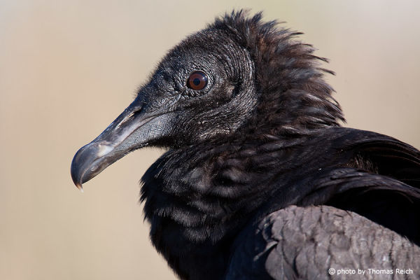 Juvenile Turkey Vulture beak