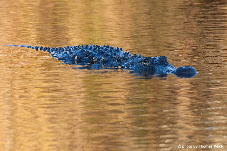 Mississippi-Alligator auf der Lauer