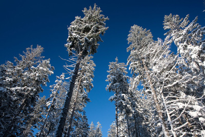 Verschneiter Tannenwald mit blauem Himmel