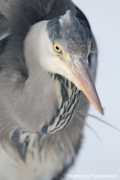 Grey Heron head and eyes