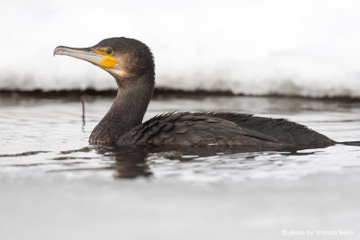 Foraging Great Cormorant in winter