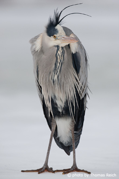 Grey Heron appearance