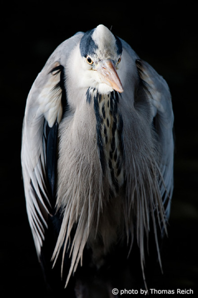 Grey Heron Color