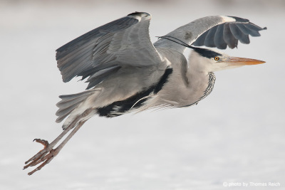 Flying Grey Heron in winter